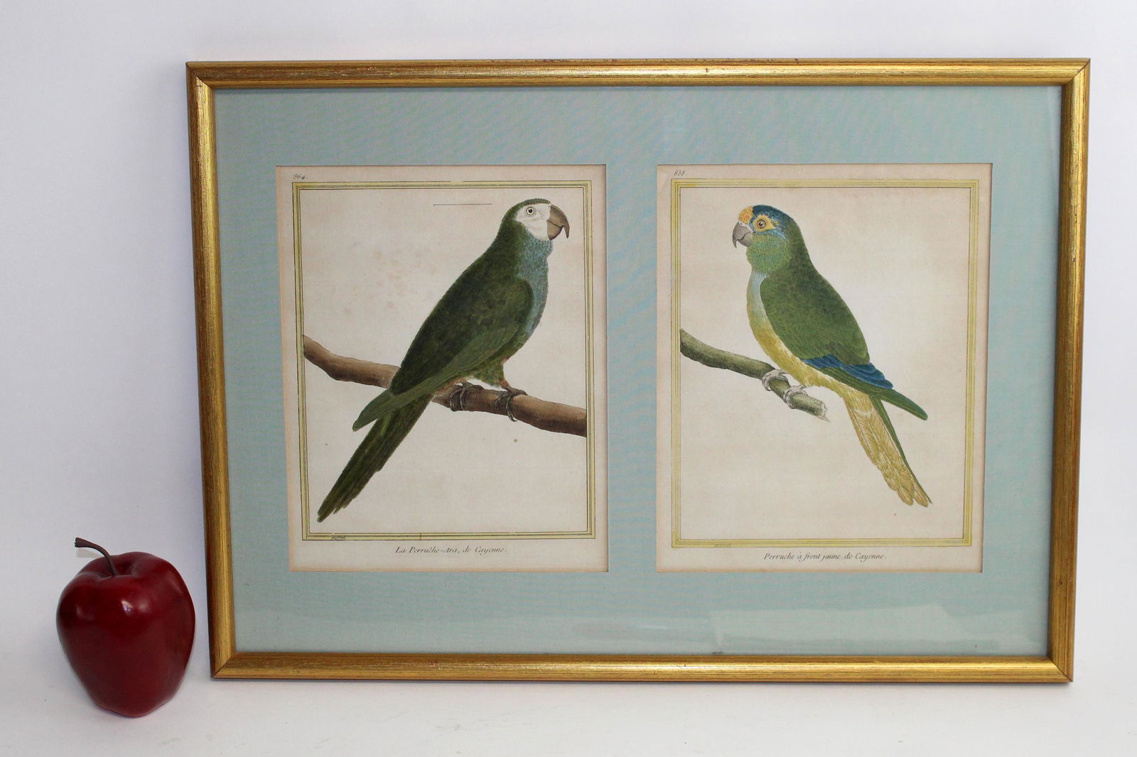 Double framed parrot hand colored book plates (1 of 8)