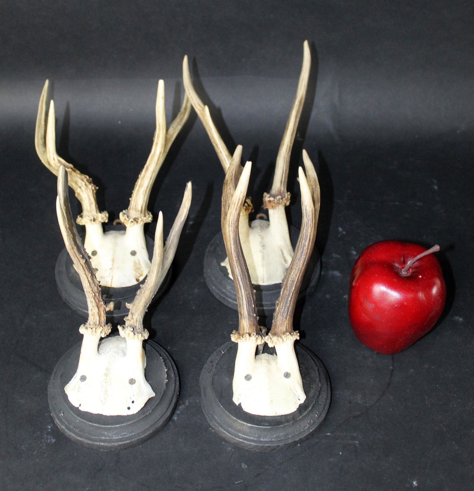 Lot of 4 French organic antlers mounted on round wooden plaques (1 of 6)