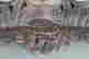 item-136926063=6