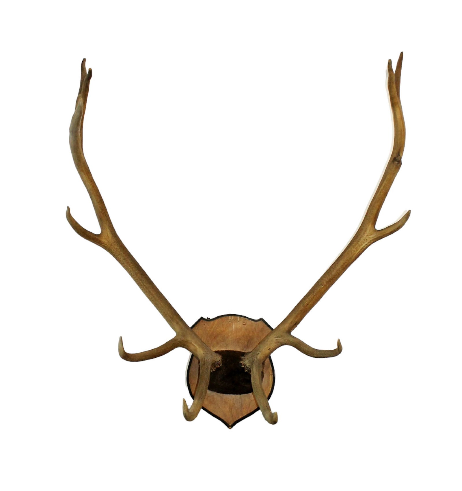 Large scale elk 11 point trophy mount (1 of 9)