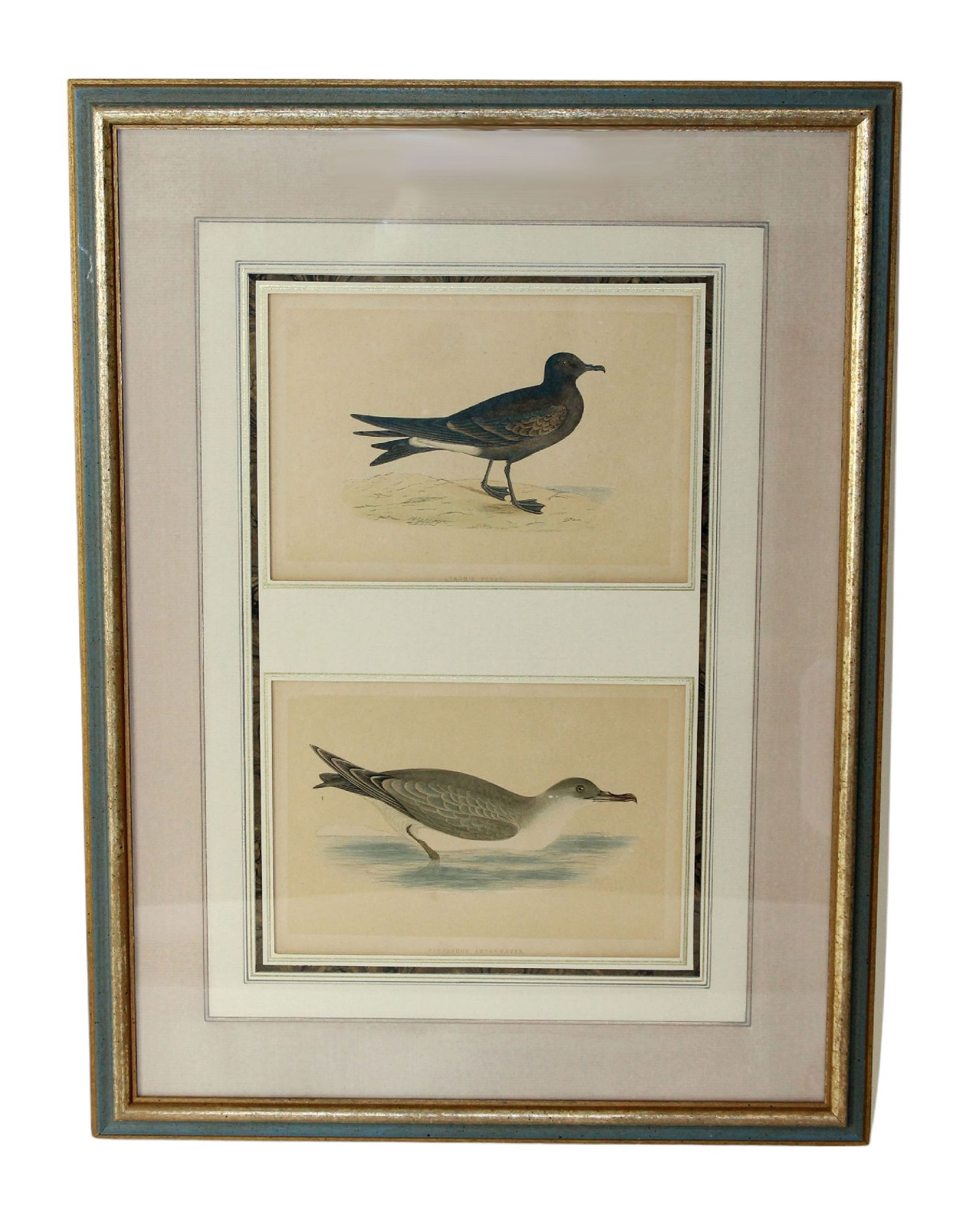 Hand colored ornithological engraving of 2 birds (1 of 7)