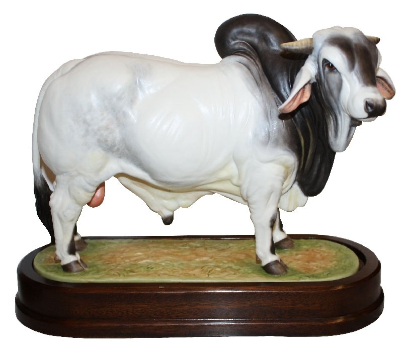 Royal Worcester limited edition Brahman Bull, 1968: English bone china figurine. on Wooden plinth. 8 1/4"h x 10 1/2"l