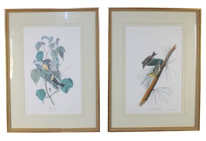 Lot of 2 Audubon ornithological prints: Hemlock Warbler and Pine Creeping Warbler