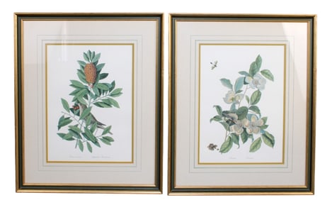 Pair of framed Botanical prints
