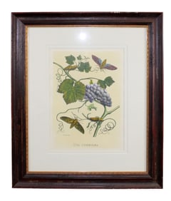 Framed botanical print Uva Coerulea (Blue Grapes)