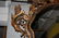 86: Italian Rococo painted & carved wood mirror - 2