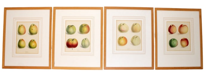Lot of 4 Lithographs from Pyrus Malus Brentfordiensis: A Concise Description of Selected Apples
