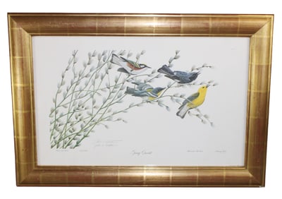 John Ruthven signed and numbered Ornithological engraving