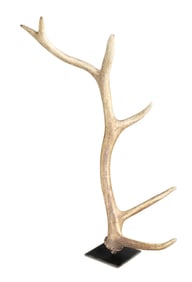 Organic antler sculpture on iron base
