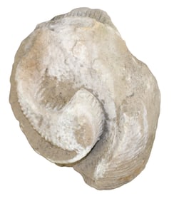 French cut limestone architectural finial fragment