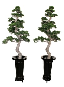 Lot of 2 artificial bonsai style Podocarpus trees in black planters