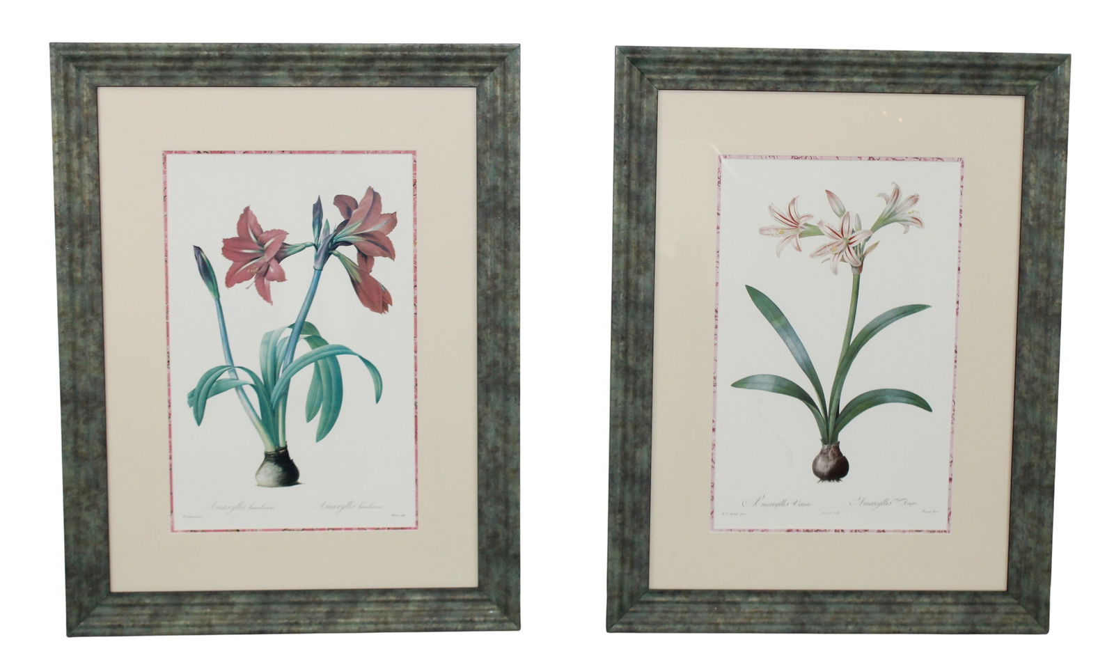 Pair of vintage framed Amaryllis prints (1 of 9)