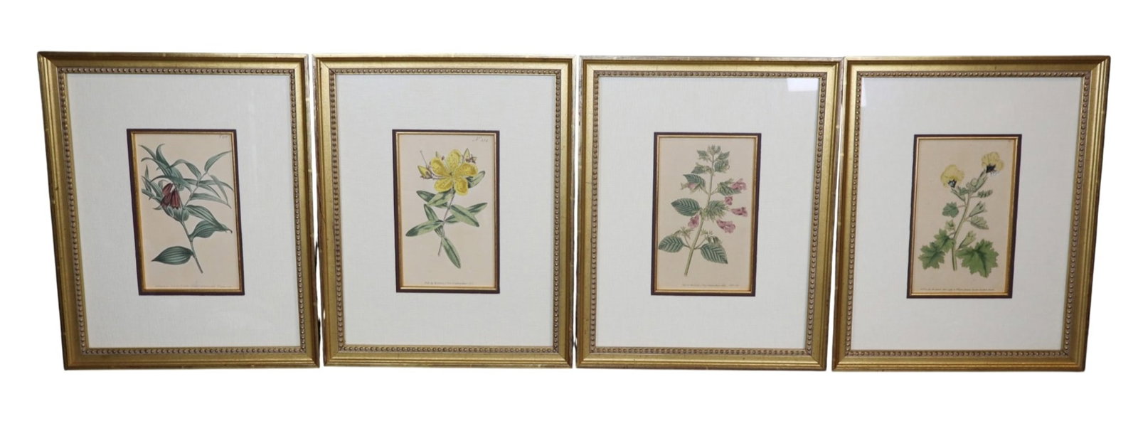 Set of 4 William Curtis hand colored botanicals: Set of 4 William Curtis hand colored botanicals. Signed W. Curtis (1746 - 1799) Overall: 15 5/8"h x 12 1/2"w Sight: 7 3/4"h x 4 5/8"w Weight: 10lbs total