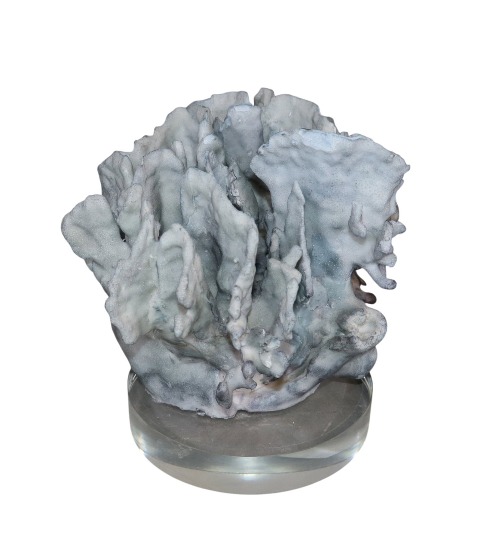 Aidan Gray blue ridge coral on acrylic base: Aidan Gray blue ridge coral on acrylic base 7 1/2"h x 9"dia Weight: 5lbs