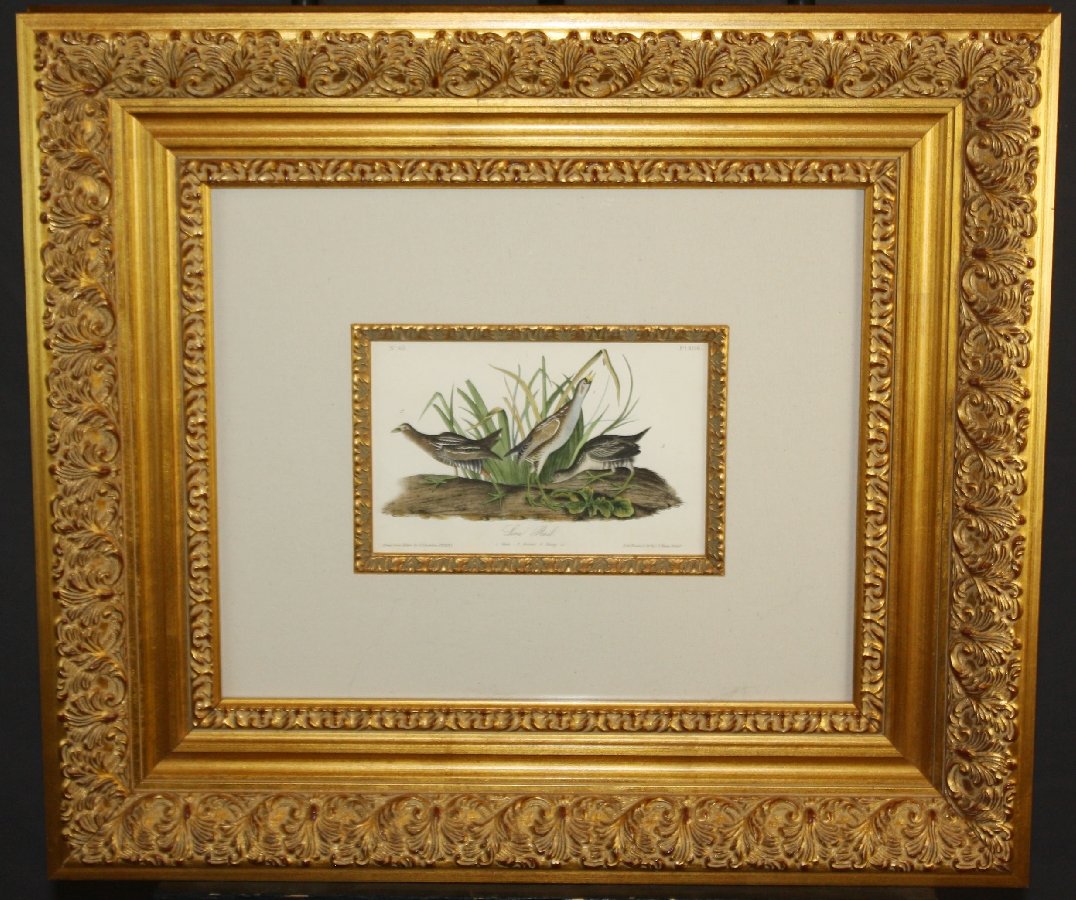 John James Audubon hand colored lithograph "Lora Rail": No. 62 PL 306 Circa 1839. image - 5 1/2"h x 8"w, frame - 20 3/4"h x 23 1/2"w