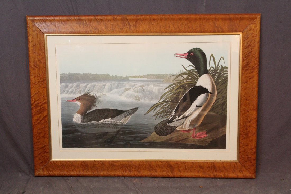 Goosanders print after Audubon: Goosanders print after Audubon in birds eye maple frame 35 1/8"h x 48 1/2"w