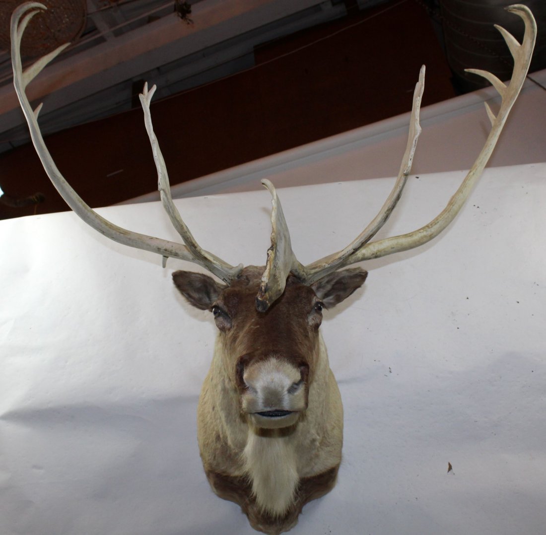 Caribou shoulder mount (1 of 3)