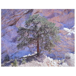 Christopher Burkett "Pinyon Pine and Desert Wall": CHRISTOPHER BURKETT (American b. 1951) "Pinyon Pine and Desert Wall" Cibachrome print. Sight: 18 1/4 x 23 inches; Frame: 30 1/4 x 34 1/4 inches. Pencil signed l/r on the mount. Photography West Galler