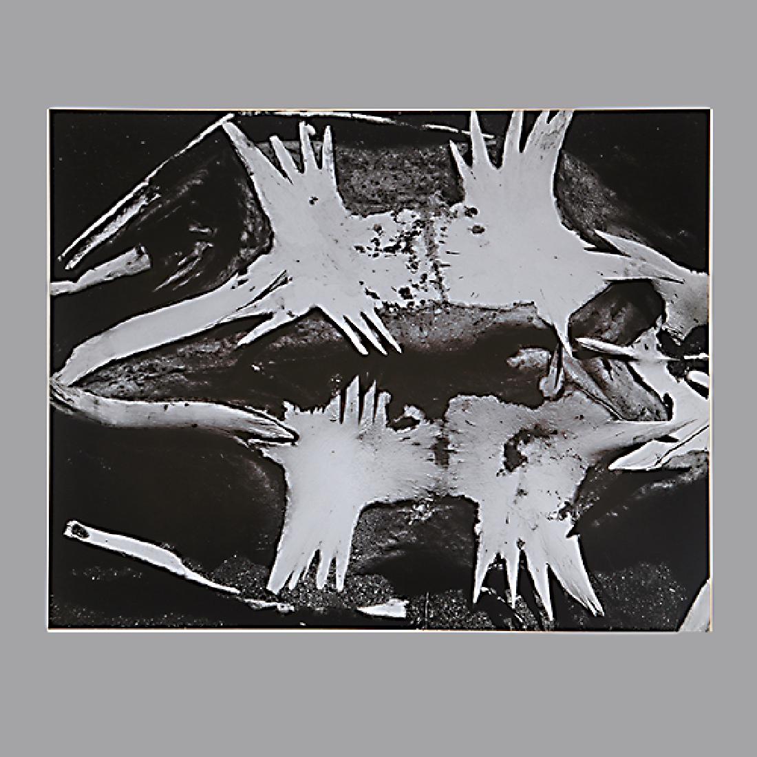 Brett Weston "Turtle Skeleton 1964" silver gelatin: BRETT WESTON (American 1911-1993) "Turtle Skeleton 1964" (From the Baja Series) Silver gelatin print. Image: 7 5/8 x 9 1/2 inches / 19.36 x 24.13 cm; Mount: 13 1/4 x 15 inches / 33.65 x 38.1 cm. Signe