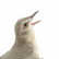 Two Porcelain Bird Figures by Edward Marshall Boehm - 7
