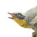 Two Porcelain Bird Figures by Edward Marshall Boehm - 9