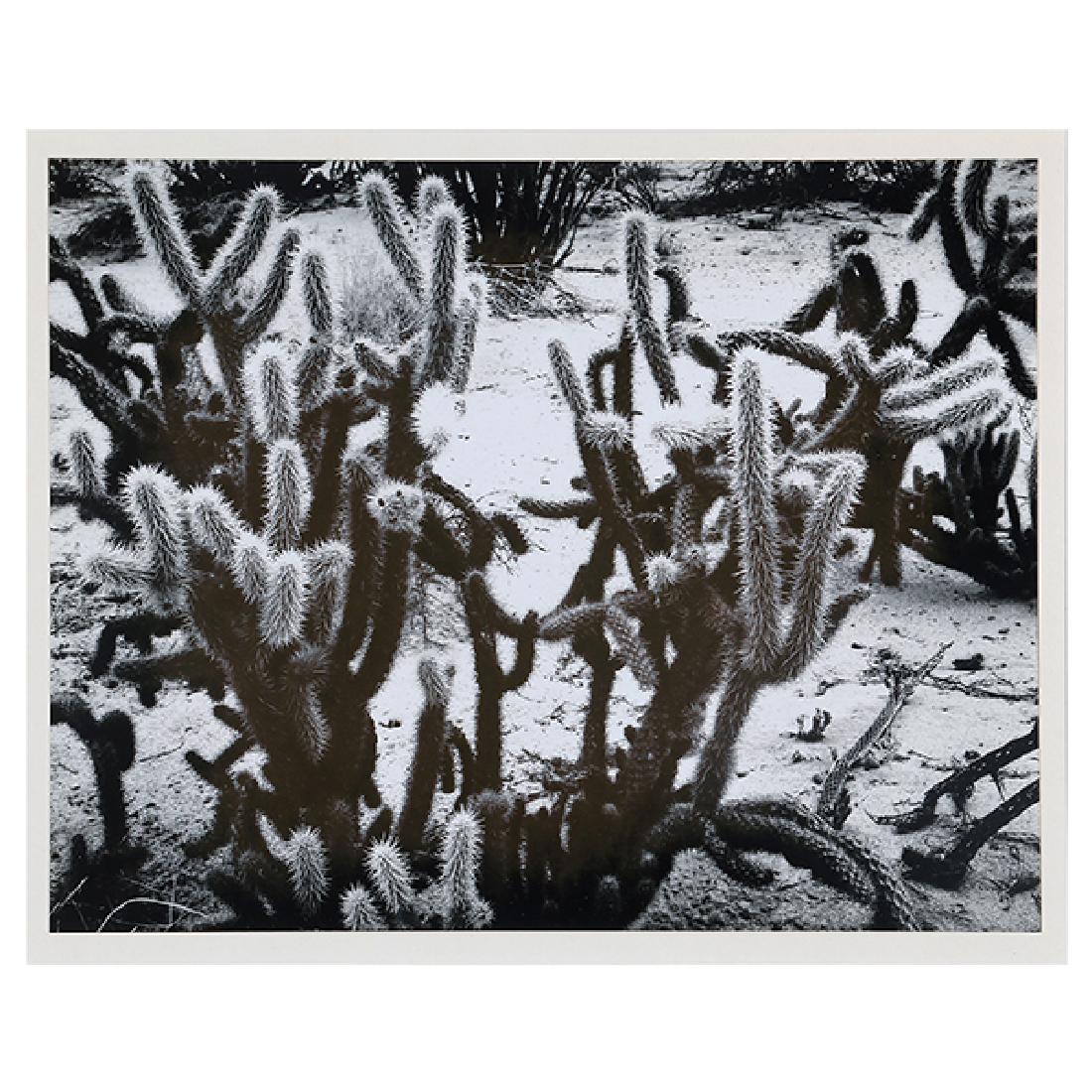 Brett Weston "Cacti 1967" silver gelatin print (1 of 3)