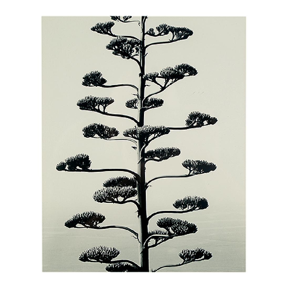 Brett Weston "Century Plant, Portugal 1960" silver: BRETT WESTON (American 1911-1993) "Century Plant, Portugal 1960" Silver gelatin print. Image: 9 3/8 x 7 1/2 inches / 23.81 x 19.05 cm; Frame: 20 1/4 x 16 1/4 inches / 51.43 x 41.28 cm. Signed and date