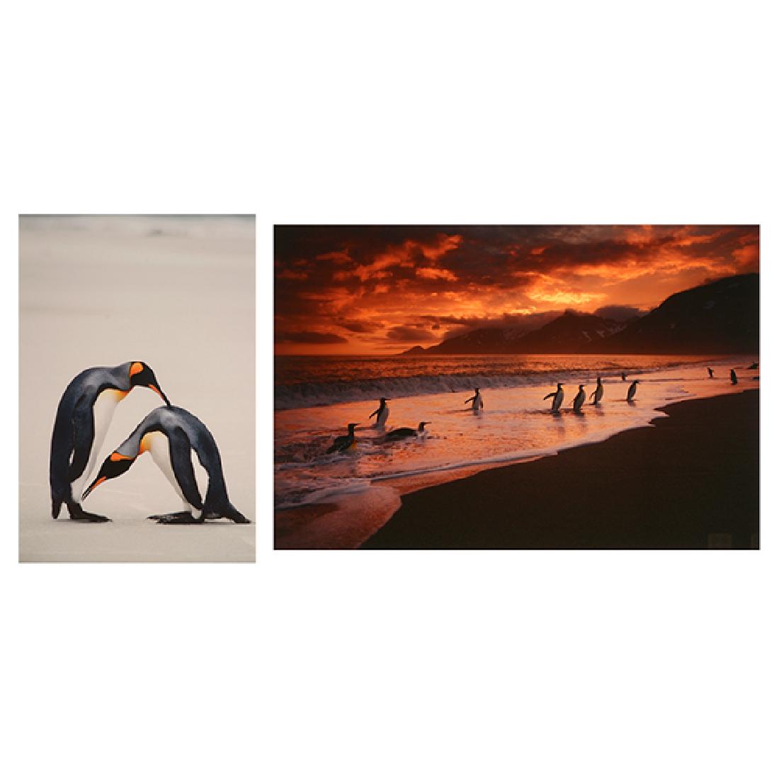 Ralph Lee Hopkins "Clouds at Sunrise, King Penguins" (1 of 10)