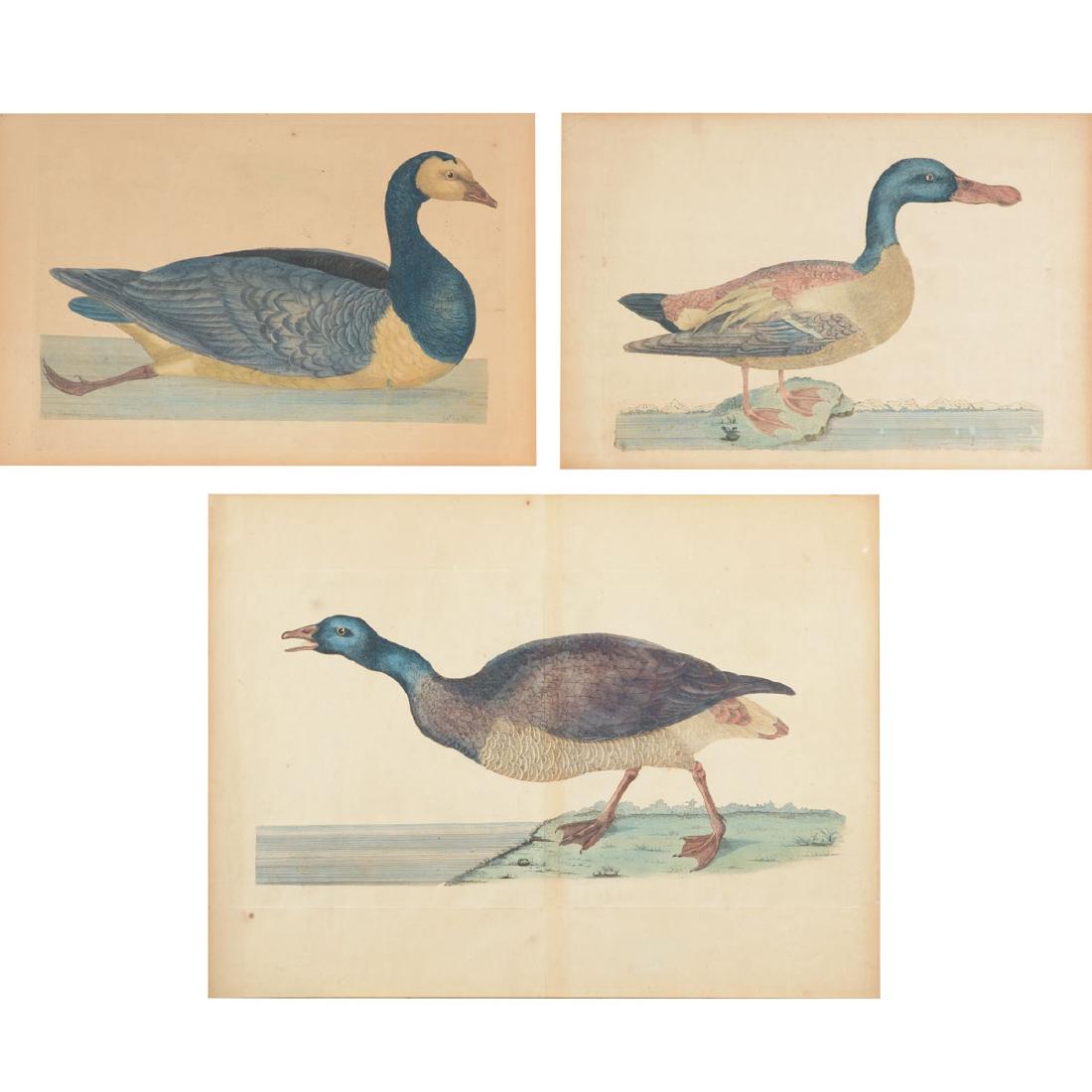 William Hayes Three "Duck" hand colored etchings (1 of 6)