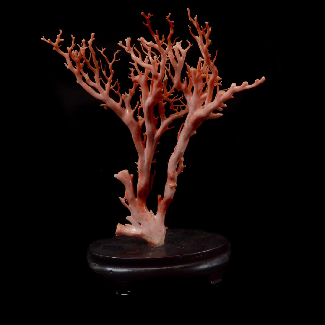 Small Specimen of Pink Branch Coral* (1 of 5)
