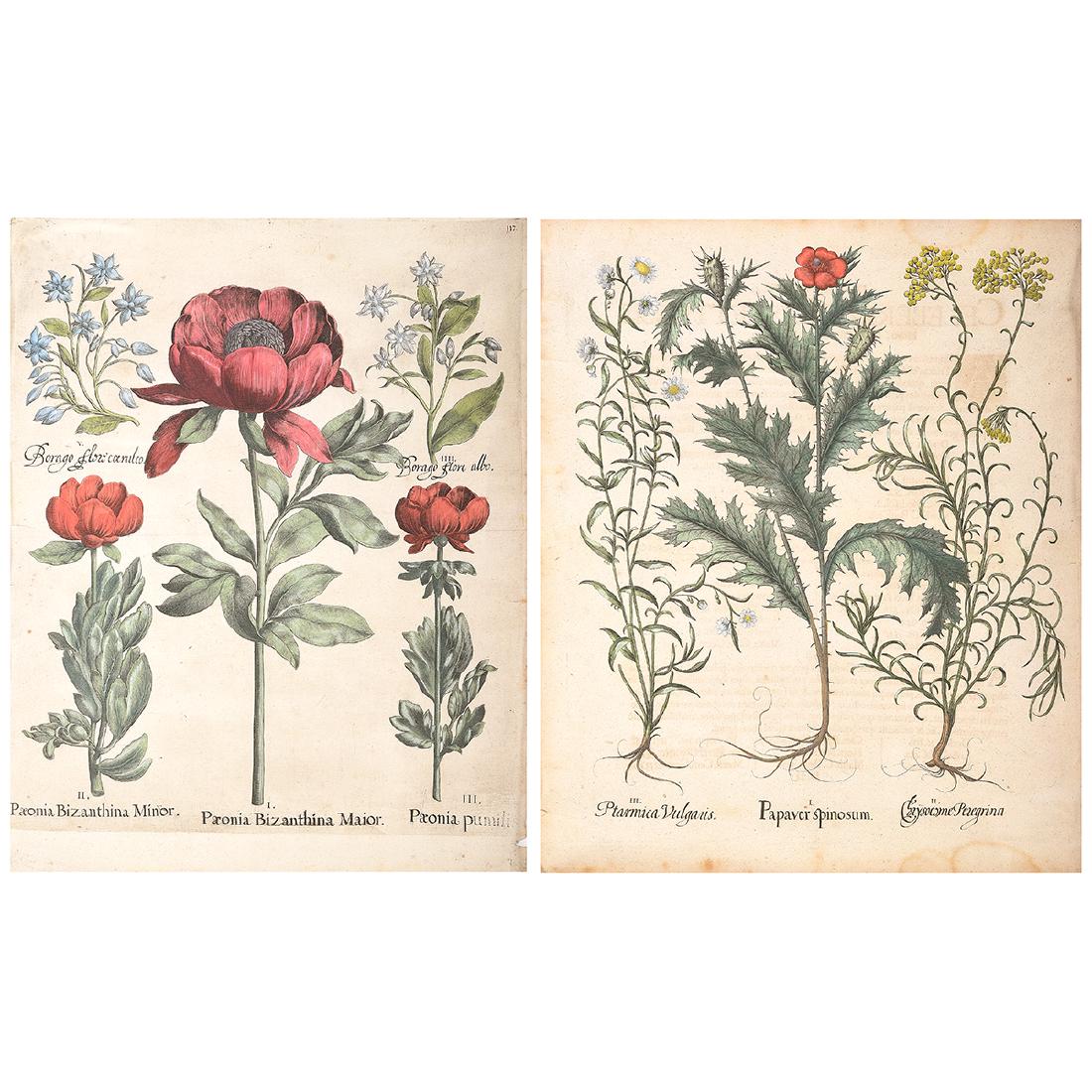 Basilius Besler 2 "Botanical" hand colored engravings: BASILIUS BESLER (German 1561-1629) "Ptarmica Vulgaris, Papaver Spinosum, Cnysocme Pezegrina" and "... Paronia Bizanthina Maior ..." Hand colored engraving. Including plexi shadow box frame: 20 5/8 x 1