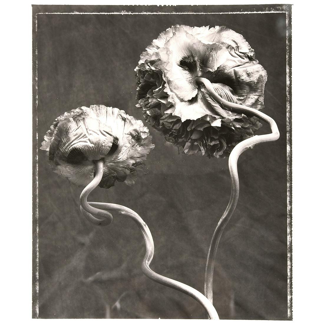 Ron van Dongen "Papaver Somniferum" gelatin silver (1 of 3)