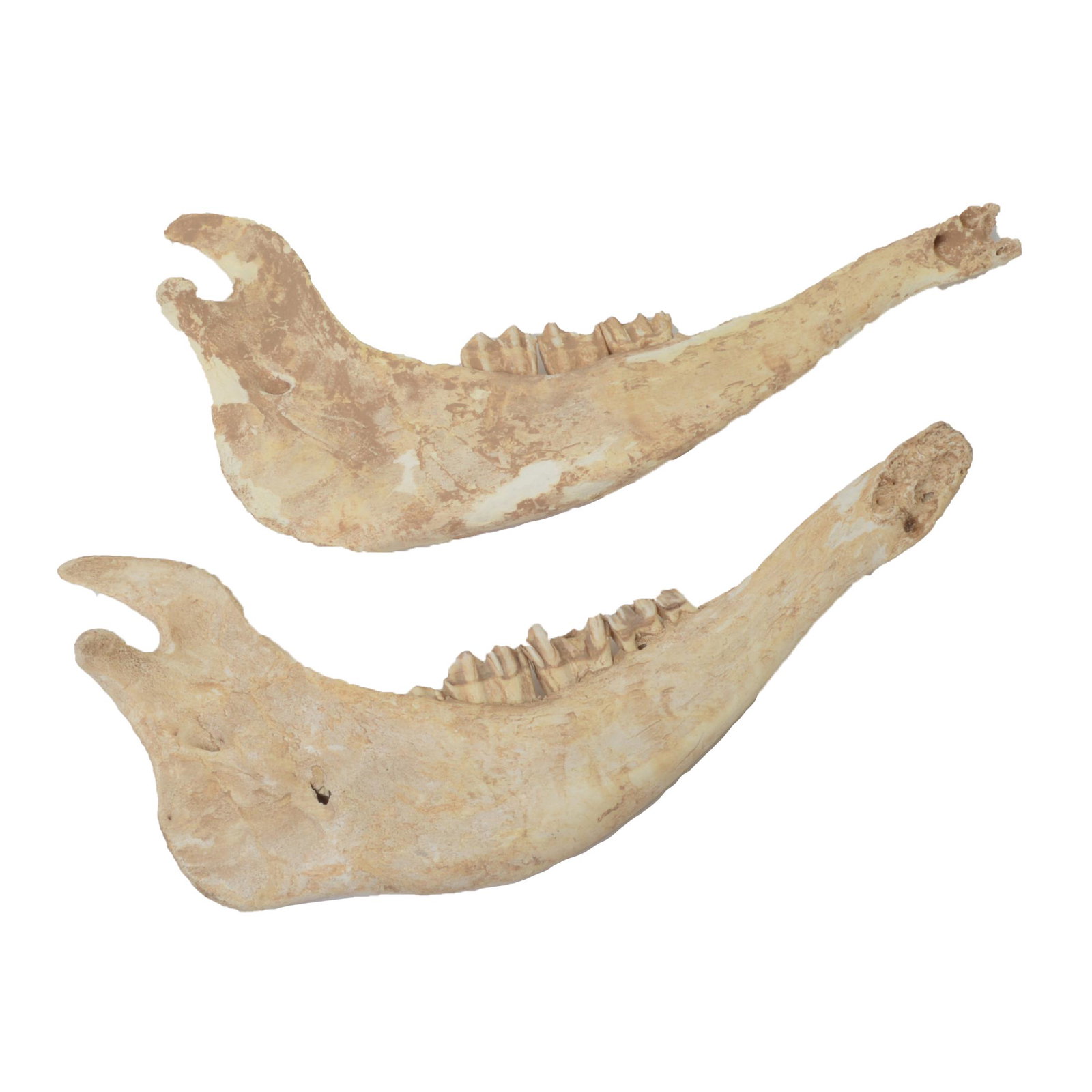 Group of Chinese Shang Dynasty Style Oracle Bovine Bone: Group of Chinese Shang Dynasty Style Oracle Bone Fragments. Comprising four bovine bones and two mandible bones, incised with divination inscriptions and pictorial markings, within two brocade boxes. 