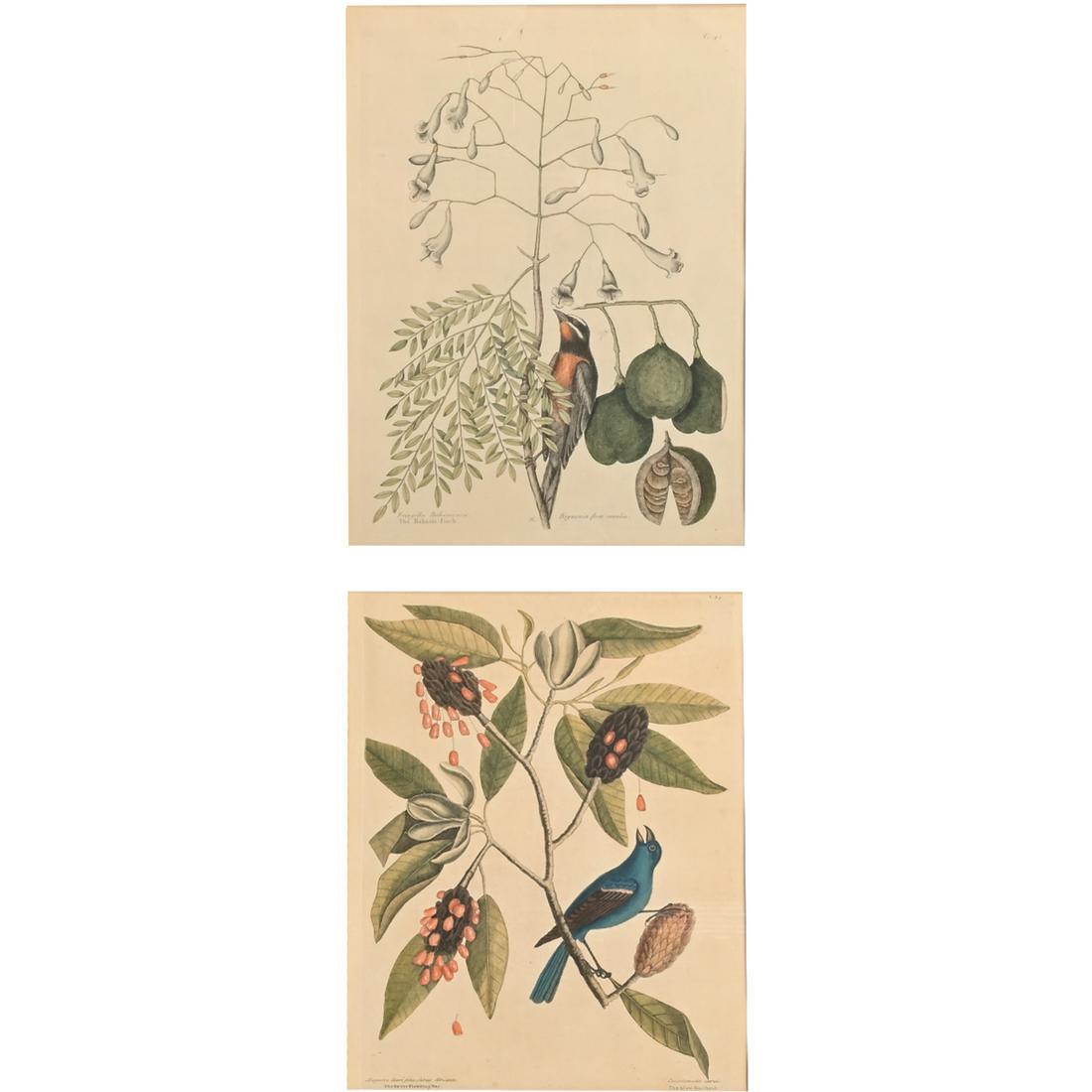 Mark Catesby 2 plates "Natural History of Carolina...": MARK CATESBY (British 1679-1749) "The Bahama Finch" and "The Blue Gross-beak and the Sweet Flowering bay" hand colored engraving on laid paper (later impression) plate: 14 x 10.5 inches; sight: 15.25