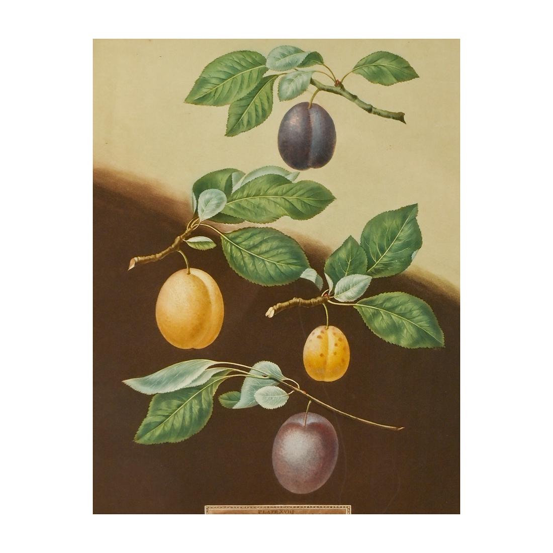 George Brookshaw, Two Lithographs with Fruit: GEORGE BROOKSHAW (British, 1751-1823), Peaches and Plums, lithographs, sheet (each): 18.75 x 15.5 inches, framed (each): 29 x 25 inches.