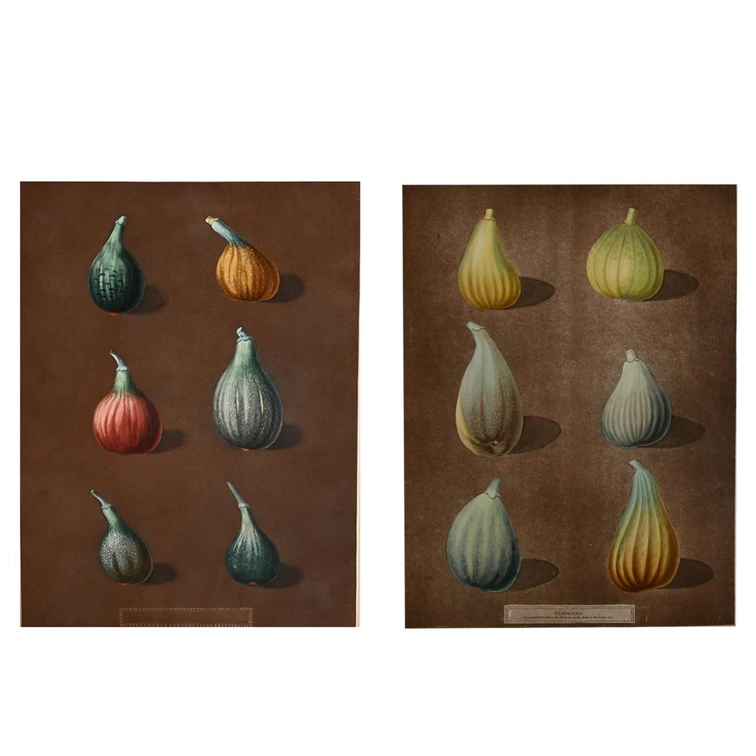 George Brookshaw, Figs, two lithographs: GEORGE BROOKSHAW (British, 1751-1823), Figs, Two lithographs, image size: (each): 16.25 x 12.5 inches, overall:(each): 23 x 18.75 inches.