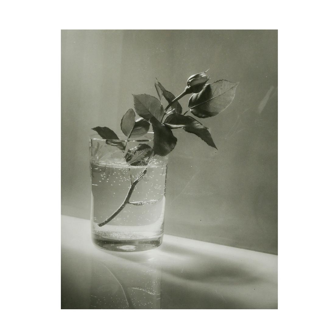 Josef Sudek, Roses, gelatin silver print (1 of 3)
