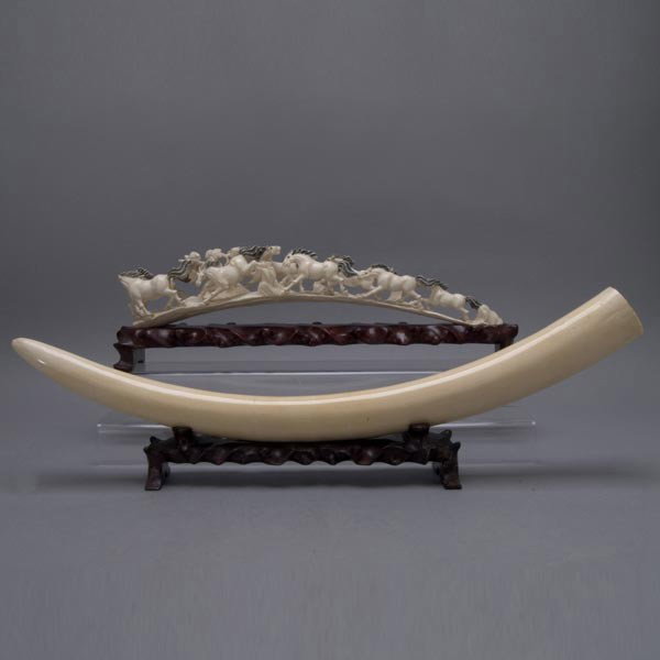 Two Ivory Tusks: Two Ivory Tusks, the first carved with galloping horses heightened by black pigment; the second of plain design; each with a matching wood stand {Longest 24 inches} [Scratches, loss to horse tail]