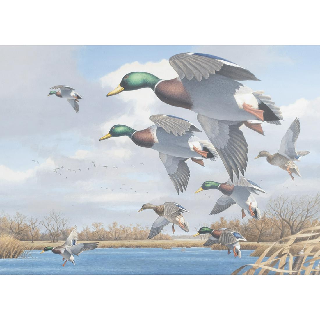 Robert Steiner, Wind and Rain - Greenheads (1 of 3)