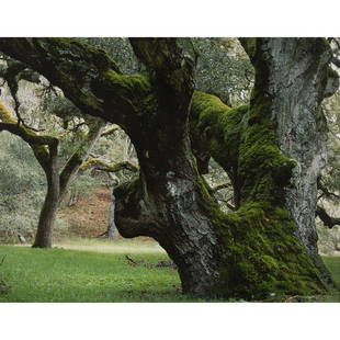 Robert Glenn Ketchum, Patriarcale Oak, photograph: ROBERT GLENN KETCHUM (American, b. 1947), "Patriarcale Oak," 1993, photograph, (Approximate dimensions - photograph: 23.5 x 18.25 inches, framed: 30.5 x 25.5 inches); titled and dated lower left, edit