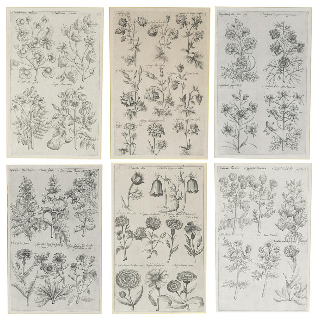 European School, Six Botanical etchings (1 of 7)