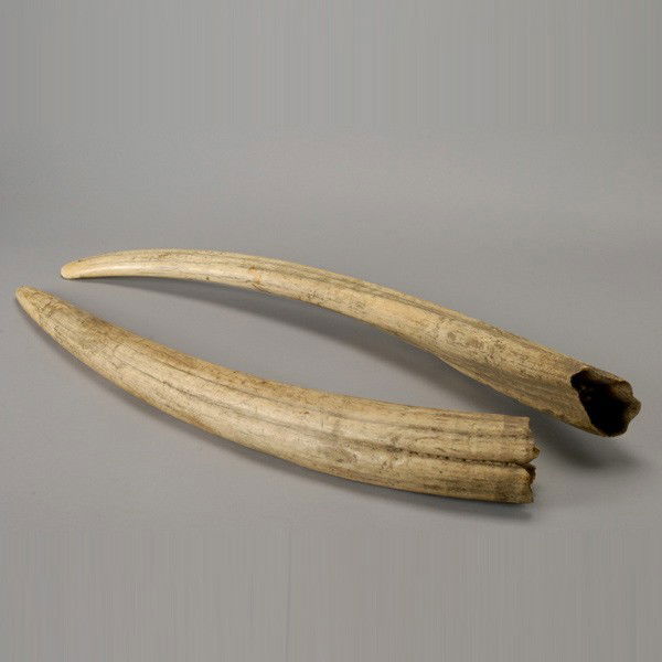 490: Pair of Walrus Tusks - Feb 05, 2012 | Michaan's Auctions in CA