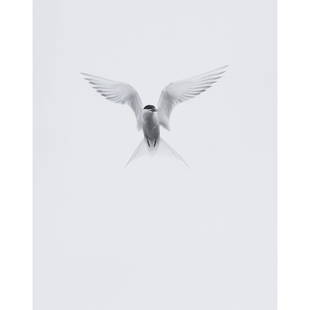 Eliot Porter, Arctic Tern, photo: ELIOT PORTER (American, 1901-1990), "Arctic Tern," gelatin silver print, (approximate dimensions - sight: 9 x 7 1/8 inches, matted: 17 1/8 x 14 1/4 inches), unsigned, stamped upper left corner verso: