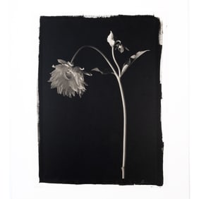 Kenro Izu, Still Life 724, platinum palladium print