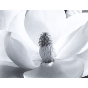 Imogen Cunningham, Magnolia Blossom, photo