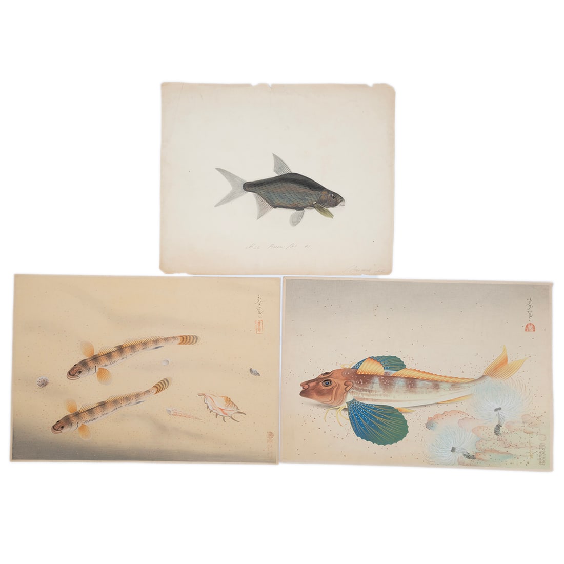 Three Unframed Fish Artworks. (1 of 1)