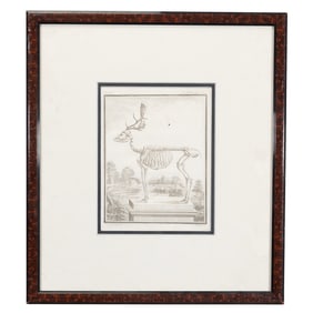 Framed Engraving, Elk Skeleton.
