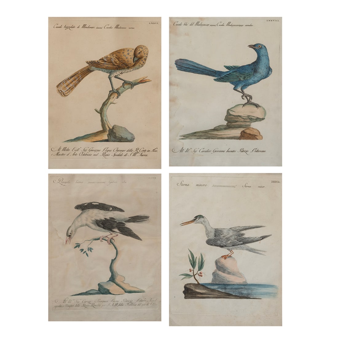 Saverio Manetti, Four Ornithological Prints (1 of 1)