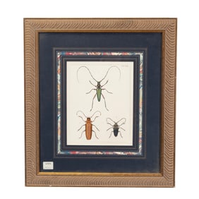 Seven Framed Prints, Beetle Insects.