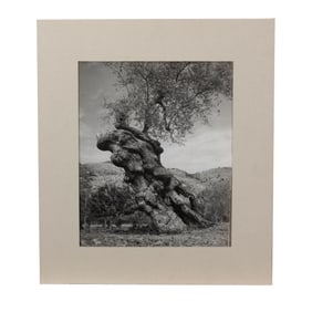 BRASSAI, Gnarled Tree, photo